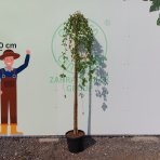 Moruša biela (Morus alba) ´ALBA PENDULA´ - výška 200-220 cm, obvod kmeňa 8/10 cm, kont. C25L - ČIERNOPLODÁ